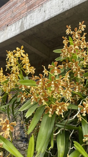 Fuscoviridis Orchid