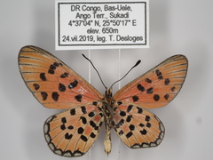 Acraea buettneri