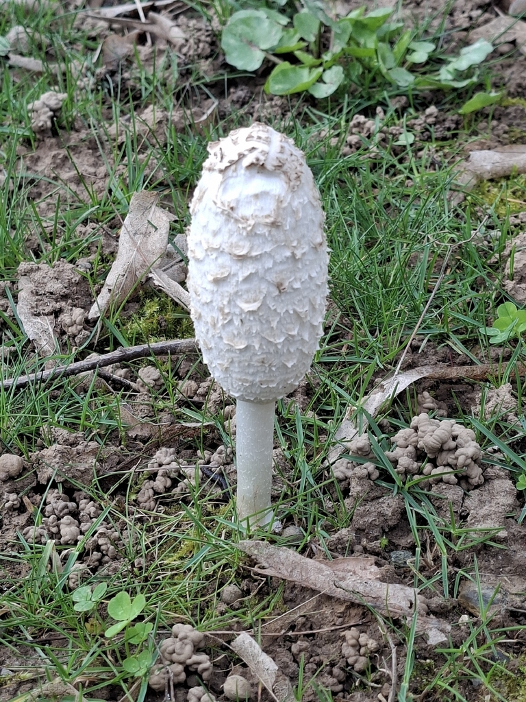 Coprinus comatus · March 2026 · photo: © sofia044 (iNaturalist, cc-by)