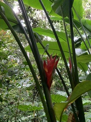 Heliconia caribaea