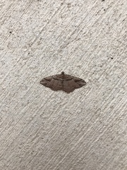 Costaconvexa