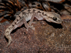 Cloudy Stone Gecko photo 1