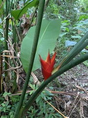 Heliconia caribaea