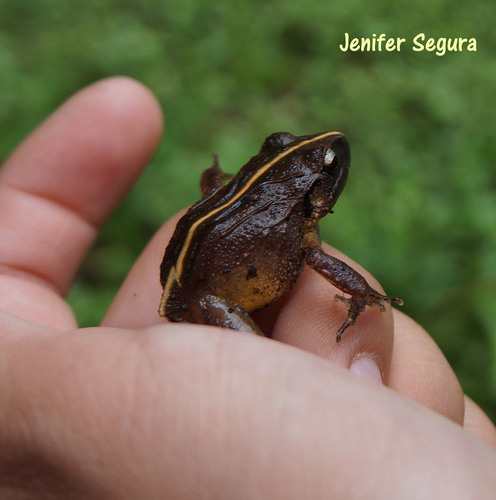 Volcan San Martin Rainfrog