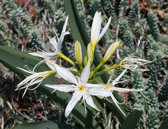 Pancratium illyricum