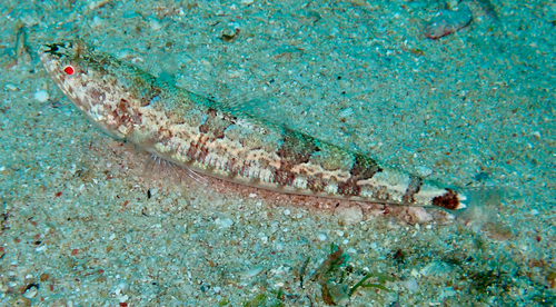 Synodus jaculum observed 2026-03-03