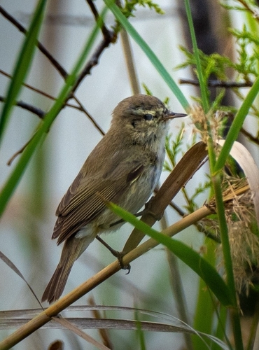 Avistamiento Mosquitero Común