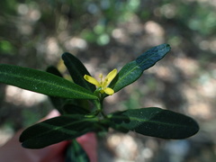 Cneorum tricoccon