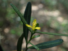 Cneorum tricoccon