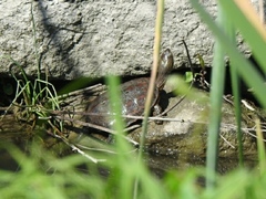 Mauremys leprosa leprosa