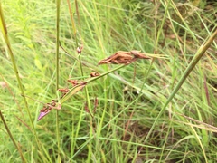 Hemiempusa capensis