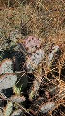 Opuntia gosseliniana