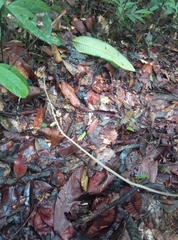 Dipsas palmeri
