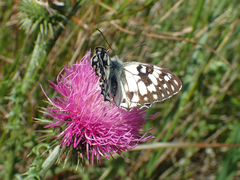 Melanargia occitanica
