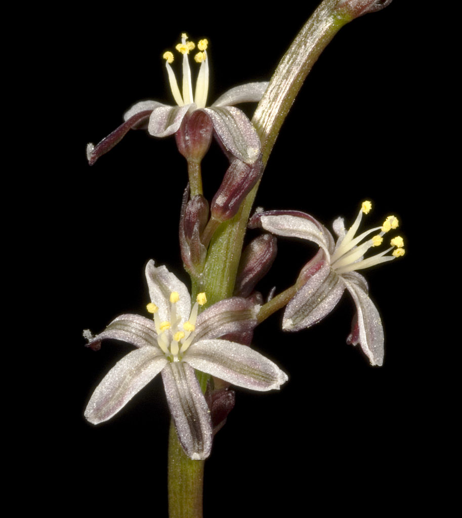 Pale Grass Lily