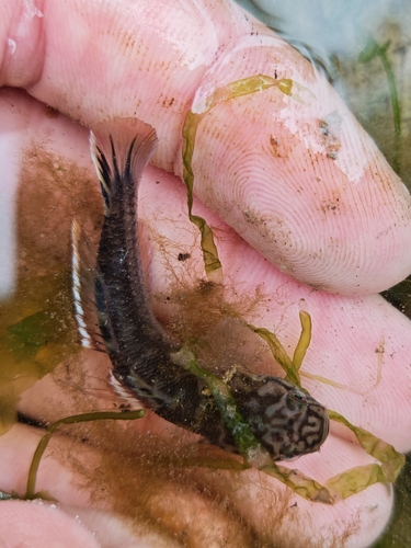 Abes grondel (Mugilogobius abei) — Gobiidae — 3