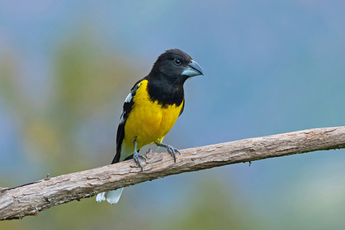 Pheucticus aureoventris terminalis