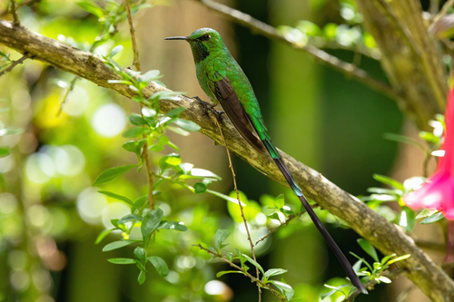 Black-tailed Trainbearer