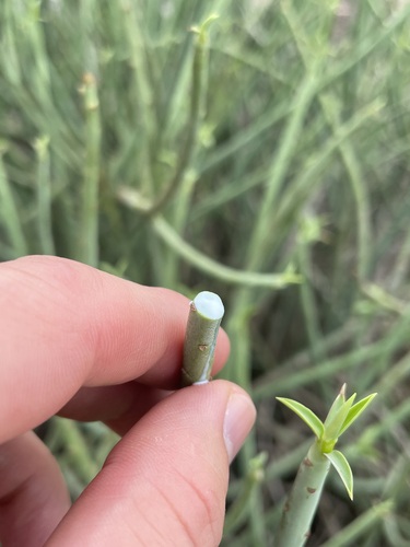 Euphorbia lateriflora