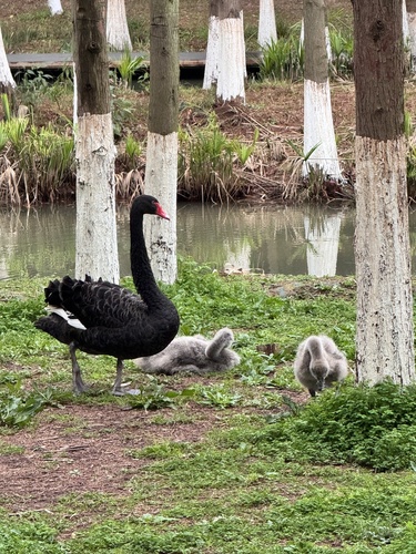 Black Swan
