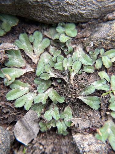 Riccia congoana