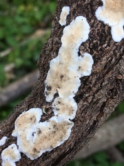 Steccherinaceae