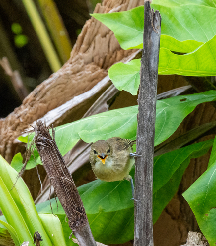 iNaturalist image