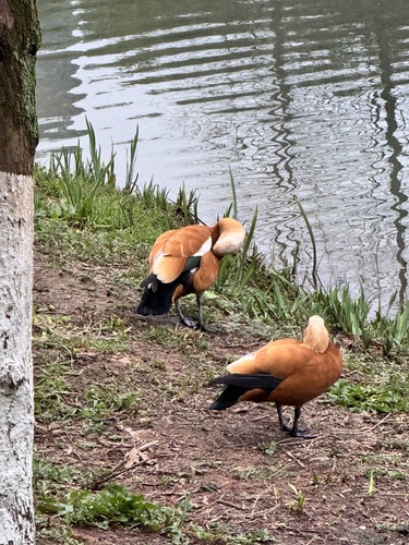 Ruddy Shelduck