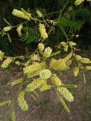 Senegalia bonariensis