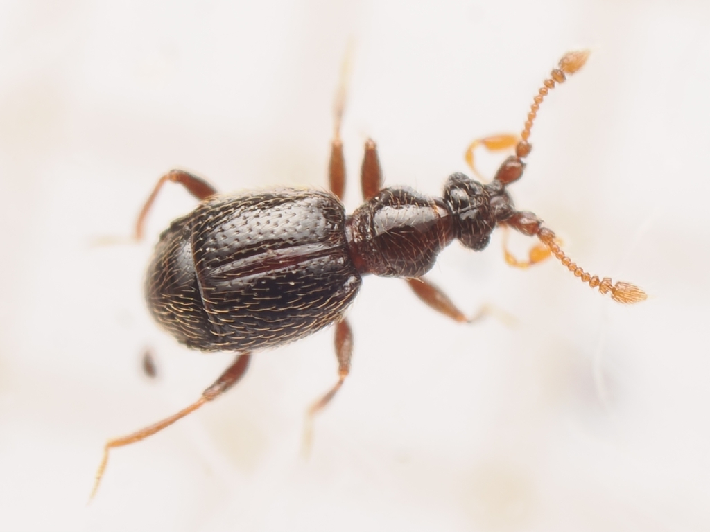 Bryaxis bulbifer