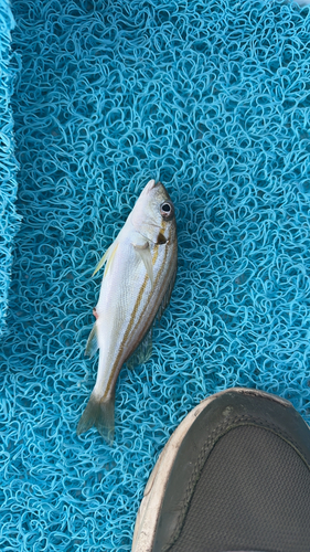 Striped piggy (Pomadasys stridens) — Haemulidae