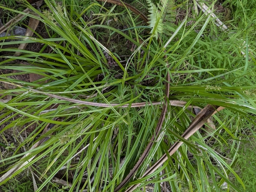 Scleria polycarpa observed 2026-02-26