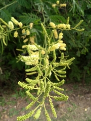 Senegalia bonariensis