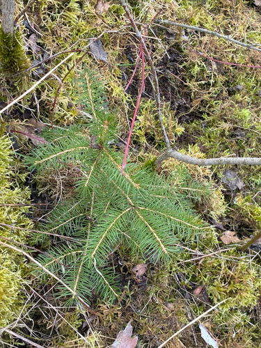Norway spruce