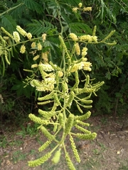 Senegalia bonariensis