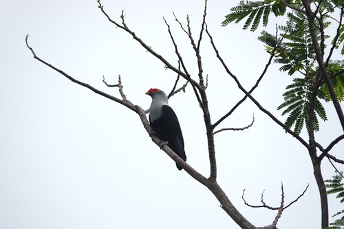 Seychelles Blue Pigeon (Alectroenas pulcherrimus)