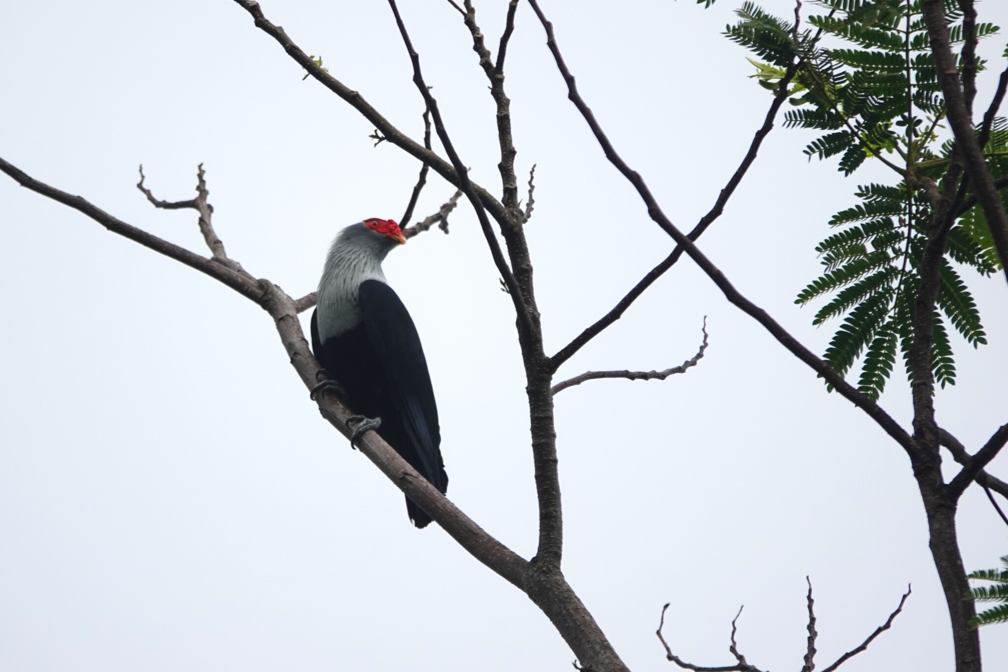 Seychelles Blue Pigeon (Alectroenas pulcherrimus), photo 2