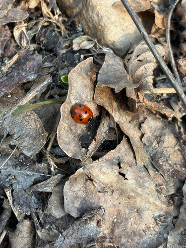 Seven-spotted Lady Beetle