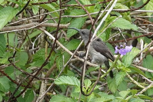 Seychelles Sunbird (Cinnyris dussumieri)