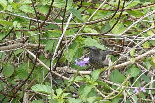 Seychelles Sunbird (Cinnyris dussumieri), photo 2