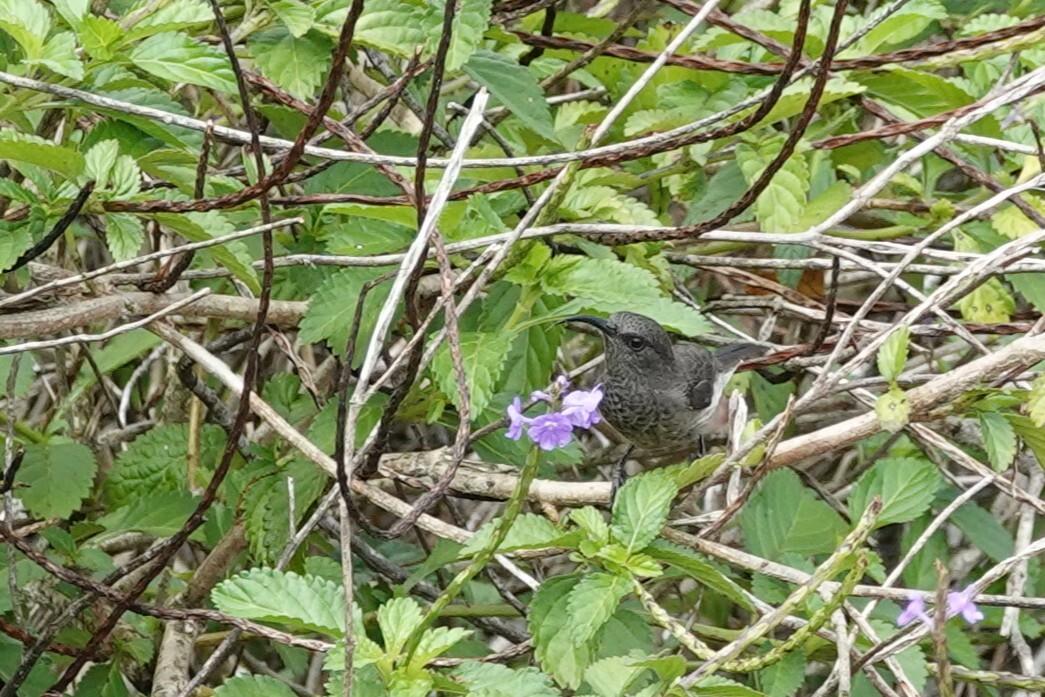 Seychelles Sunbird (Cinnyris dussumieri), photo 2