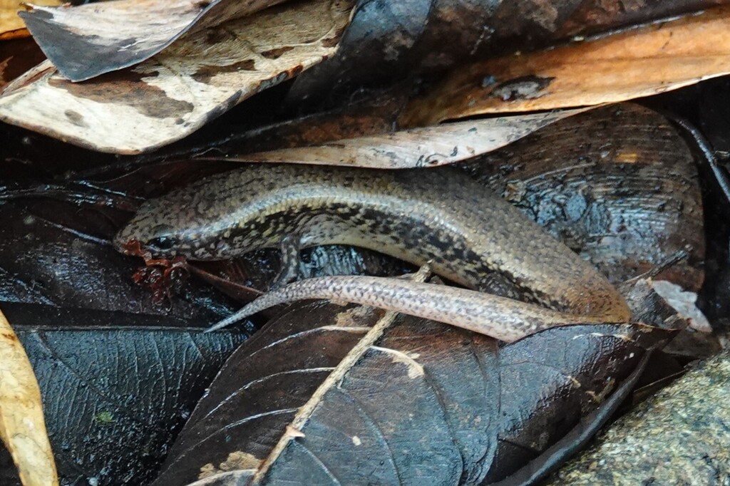 Gardiner's Burrowing Skink