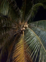 Cocos nucifera