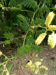 Senegalia bonariensis