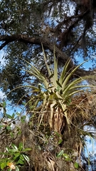 Tillandsia utriculata
