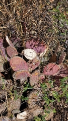 Opuntia gosseliniana