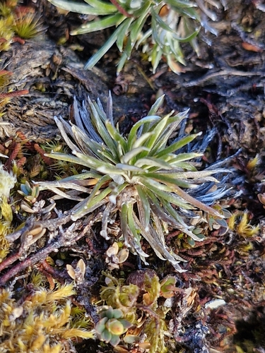 Celmisia laricifolia, photograph 3