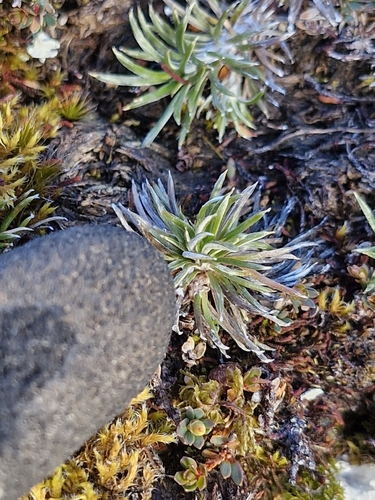 Celmisia laricifolia, photograph 4
