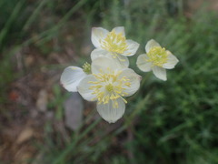 Thalictrum tuberosum