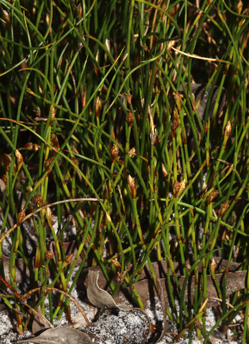 northern scale-rush (Coleocarya gracilis)